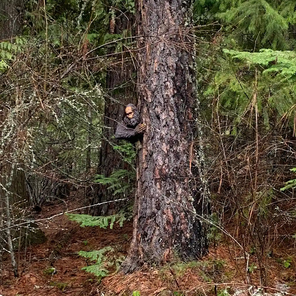 Hiking trail with beware of Bigfoot sign